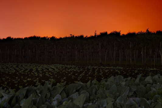 tramontocampo